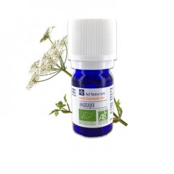 Huile Essentielle Angelique - 5ml - Ad Naturam