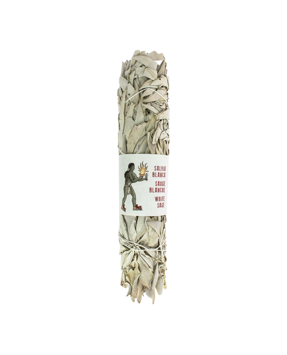 Sauge Blanche de Californie - 22-25 cm - Tierra Zen